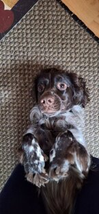 спаниель РИЧИ ищет дом!!!