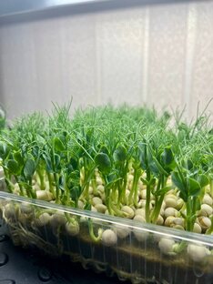 Микрозелень