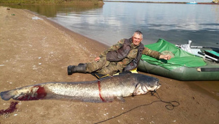 Сом 15 год белая.