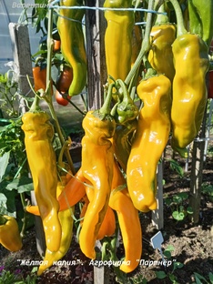 ПЕРЦЫ . ЛЕТО 2024 ГОД. 