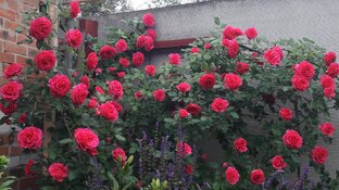 Характеристики роз из моего сада. 