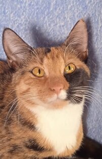 Трехцветочки ищут дом