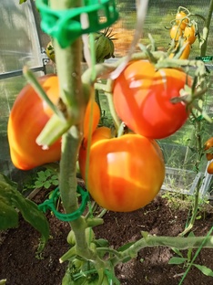 ТОМАТЫ. ЛЕТО 2024 год.