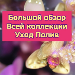 Марафон по обзору всей коллекции орхидей фаленопсис 