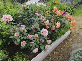 Большие видеообзоры моих розариев!