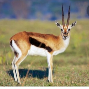 Газель: грация, скорость и выживание в дикой природе