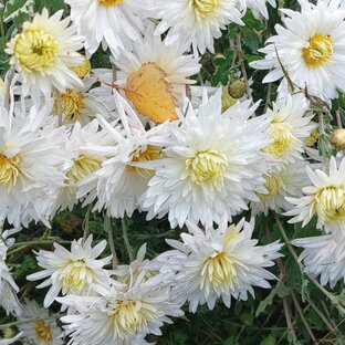 Загадочная роскошь хризантем