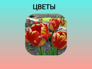 Цветы