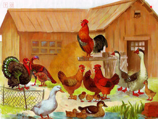 Домашняя птицеферма 