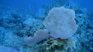 Куба, Санта-Люсия, 2024