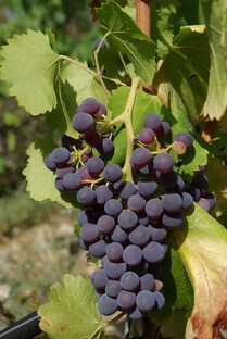 Сорт Grenache, Garnacha / Гренаш, Гарнача