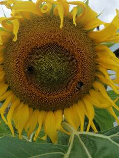 Подсолнухи