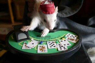 Hamstermania🐹