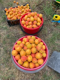 Косточковые культуры:вишня, черешня, абрикос, персик, слива, алыча и другие.