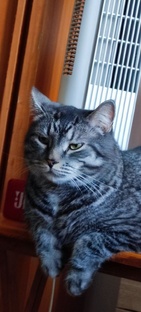 Кошачий домик