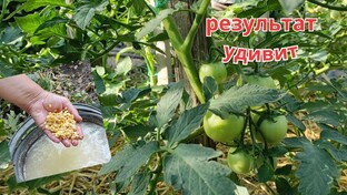 выращивание томатов