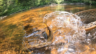 В поисках пятен и парусов / Ловля на малых реках и диких ручьях