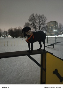 Лесси