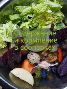 Содержание и кормление в зоопарках 