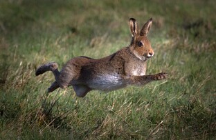 Охотничьи байки