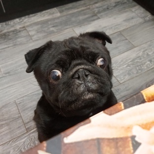 Мой мопс Мотяша - моя бесконечная радость