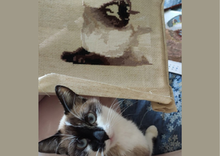 Вышивка "Тайская кошка"