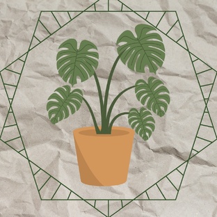 🪴Всё о растениях