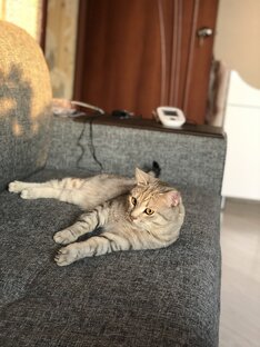 Все о котах