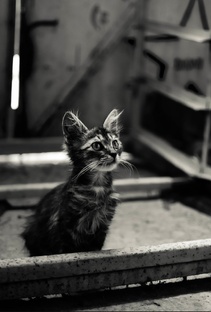 Душевные стихи