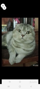 Жизнь и приключения Базилиуса