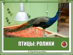 ПТИЦЫ: РОЛИКИ