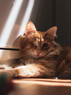 Фотосессия 