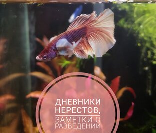 Заметки о разведении