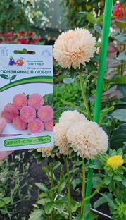 Что посеяла, а что выросло