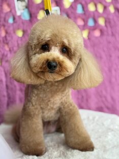 Собачьи новости 