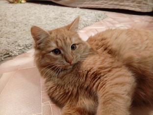 Клементина. Рыжий комочек озорства и не только