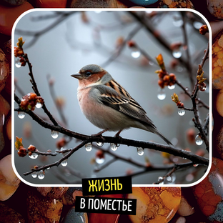 Жизнь в поместье