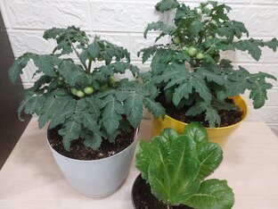 ТОМАТЫ.ВСЕ О ТОМАТАХ В ЗИМНЕМ ОГОРОДЕ..