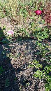 БОЛЕЗНИ,ВРЕДИТЕЛИ НАШИХ РАСТЕНИЙ. ЧТО ДЕЛАТЬ.