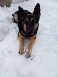 НАШИ ЖИВОТНЫЕ. 