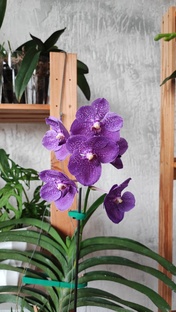 Орхидеи