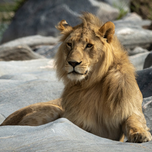 Наша Африка