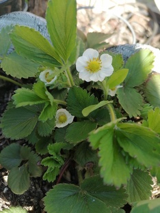 Сад в огороде 👨‍🌾