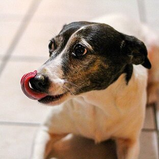 Поведение животных