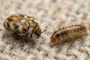 Кожееды в квартире: гид по борьбе с вредителем