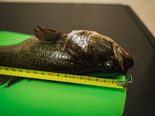 За Ротаном!