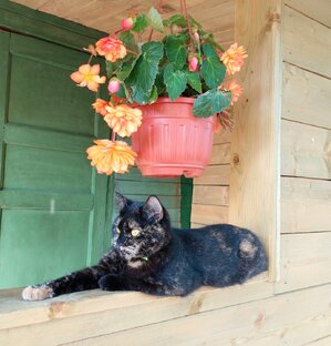 Котейкина и дача