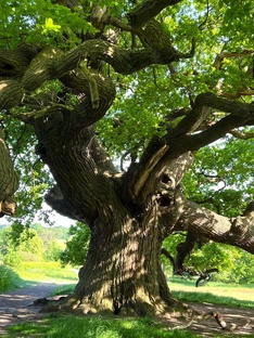 Дерево: От Леса до Изделия  