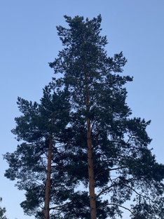 Привет, можешь здесь проголосовать за Дарью, пожалуйста