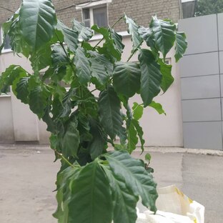 Кофейное дерево 